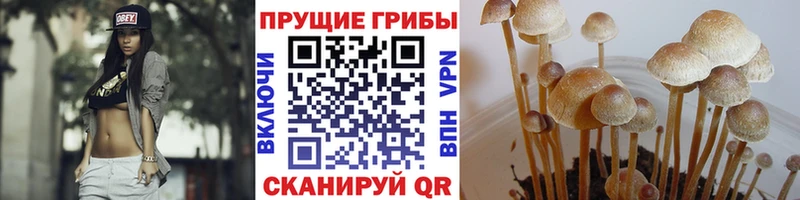 Псилоцибиновые грибы Psilocybe хочу Щёкино